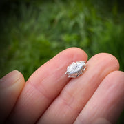 Beetle - Curio ear stud